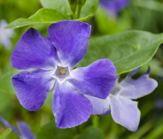 Vinca flor (r)